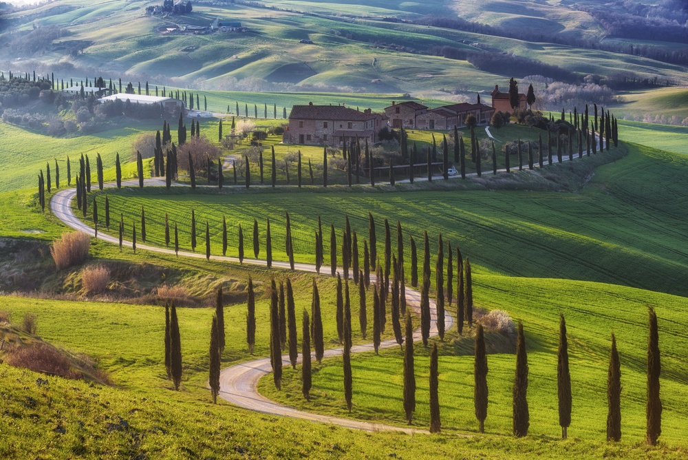 Tuscan_Cypresses_Road-1