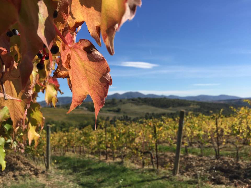 Umbria_Orvieto_Wine